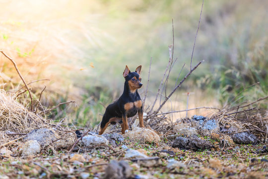 Miniature pinscher dog.