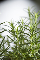 rosemary 