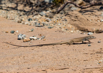 Desert Lizard
