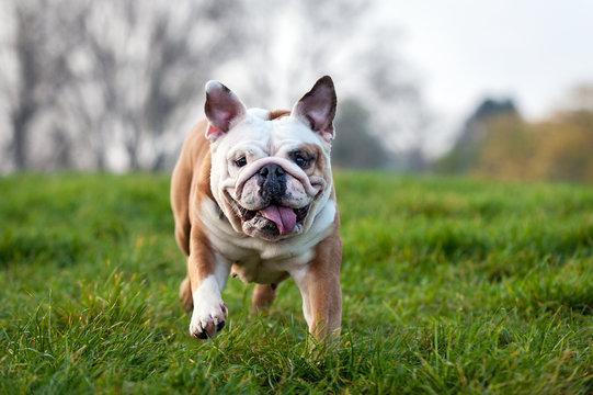 Pebbles, die englische Bulldogge