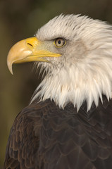 Mature adult Bald eagle (Haliaeetus leucocephalus)