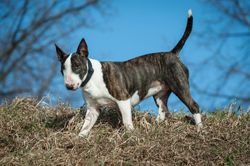 Xena, die Bullterrierhündin