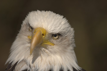 Obraz premium Mature adult Bald eagle (Haliaeetus leucocephalus)