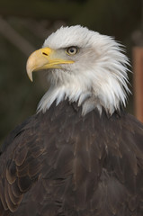 Mature adult Bald eagle (Haliaeetus leucocephalus)