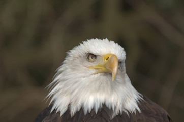 Mature adult Bald eagle (Haliaeetus leucocephalus)