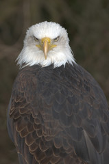 Mature adult Bald eagle (Haliaeetus leucocephalus)