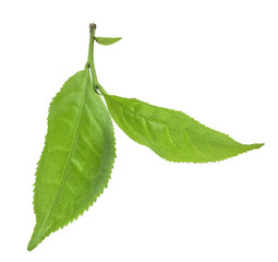 Green tea leaf isolated on white background