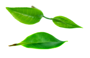 green tea leaf isolated on white background