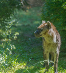 Spotted Hyena in Profile Standing in a Grass Field