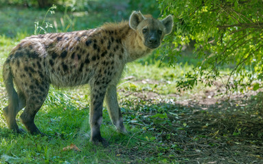Spotted Hyena Standing  in a Grassy Field