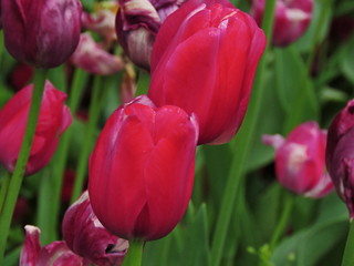 Red Tulips