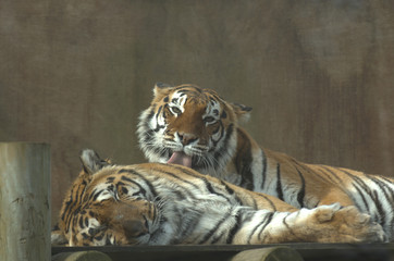 Female Siberian tiger (panthera tigris altaicia) grooming male Siberian tiger