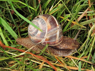 Snail