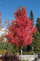 Majestic Red Maple Tree in Whistler, British Columbia