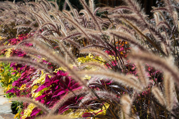 Garden of Purple Fox Grass with Red and Yellow Flowers