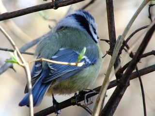 Blue Tit Dosing