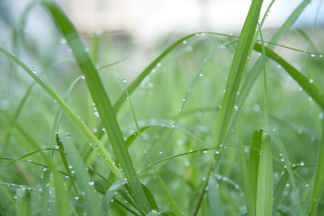 Drops on the green grass after rain. Water drop on the grass leaves.