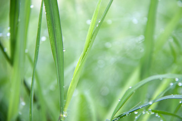 Drops on the green grass after rain. Water drop on the grass leaves.