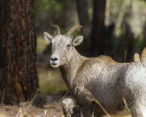 Big Horn Sheep