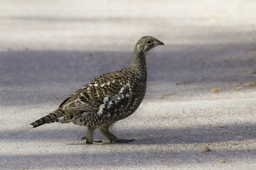 Grouse