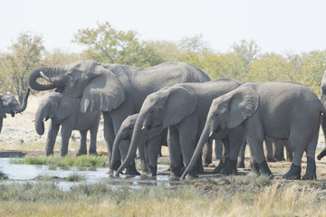 Etosha National Park, Namibia, Africa elephants at a waterhole.