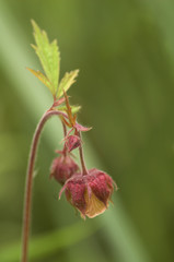 Water Avens (gerum rivale) flower heads