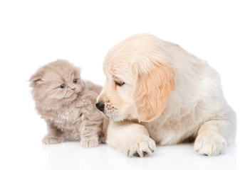 Golden retriever puppy and kitten look at each other. isolated on white background
