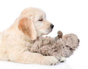 Golden retriever puppy playing with kitten. isolated on white background