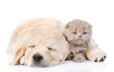 Sleeping puppy hugging a kitten. isolated on white background