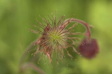 Water Avens (gerum rivale) flower heads