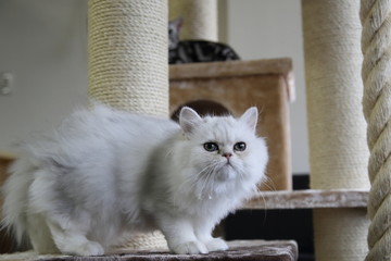かわいいニャンコ　子猫