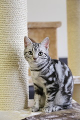 かわいいニャンコ　子猫