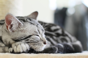 かわいいニャンコ　子猫