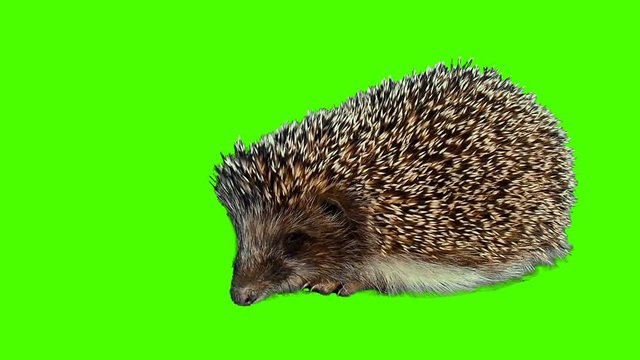 hedgehog chomps closeup green background