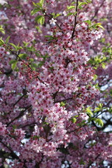 桜の花