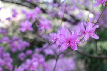 Fototapeta na wymiar 日本の桜