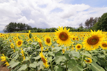 Fototapeta premium ひまわり畑