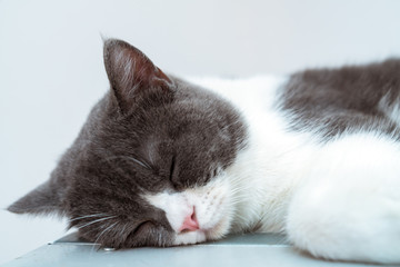 The sleeping cat