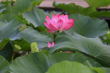 lotus