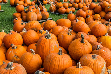 Colored Pumpkin patch in Florida, Miami before Halloween and Thanksgiving holidays 