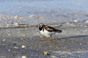 キョウジョシギ(Ruddy Turnstone)
