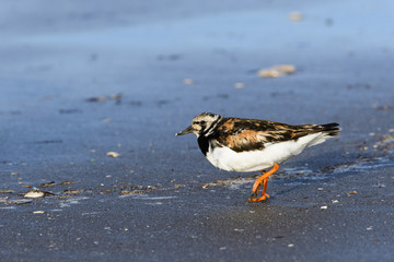 キョウジョシギ(Ruddy Turnstone)