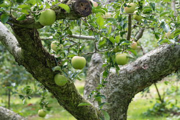 林檎の木と青い実