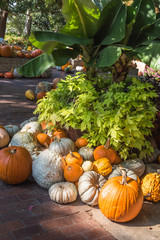 Cluster of pumpkins and white gourds on brick walkway