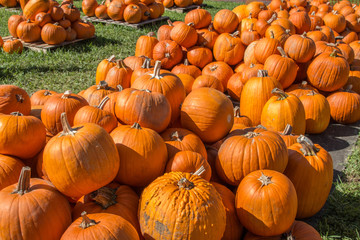Colored Pumpkin patch in Florida, Miami before Halloween and Thanksgiving holidays 
