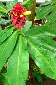 熱帯植物 スパイラルジンジャー 赤い苞と黄色い花