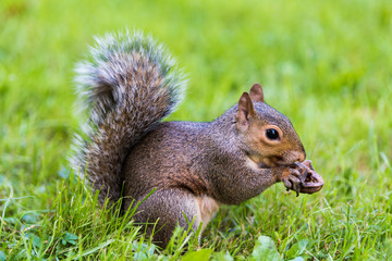 Naklejka na ściany i meble Squirrel Eating Nut