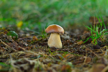 Small porcini growing in the ground in the forest. Young boletus close-up. Nature background with mushroom