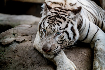 White tiger