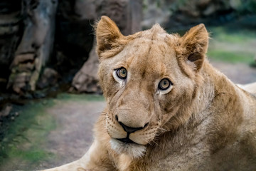 Young Lioness